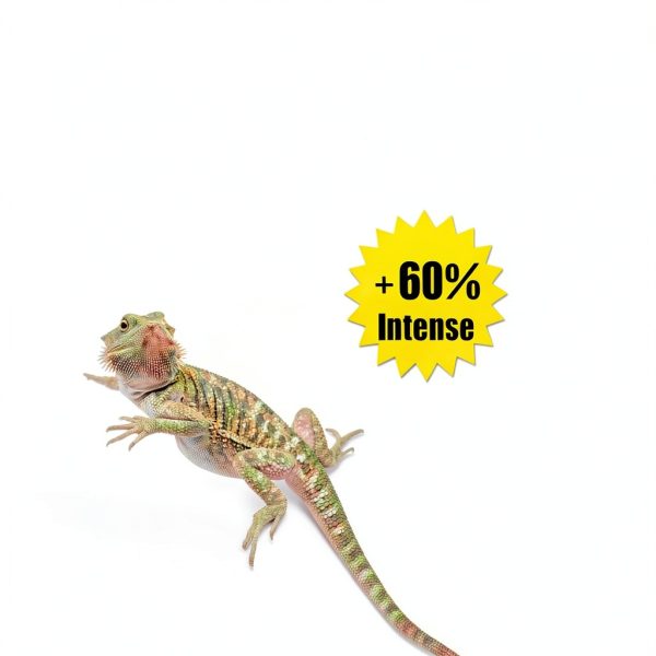 Basking Light 2-Pack 100W Intense ReptiKing Heat Lamp for Reptiles-3